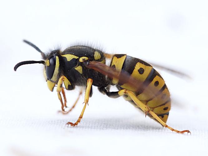 Guêpe germanique (Vespula germanica) © Sylvain Montagner