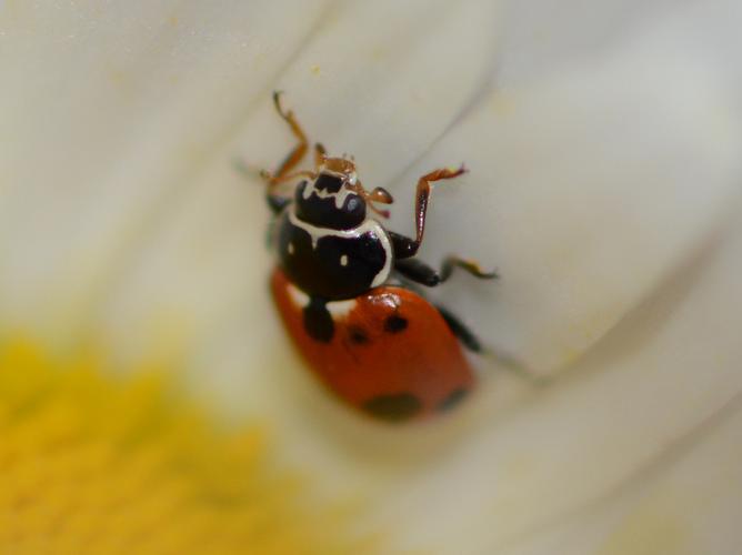 Coccinelle des friches (Hippodamia variegata) © Benjamin Beaufils