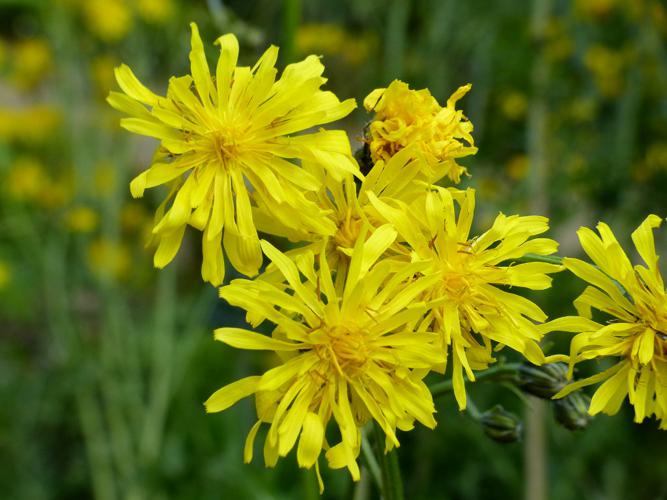 Crépide bisannuelle (Crepis biennis) © Morvan Debroize