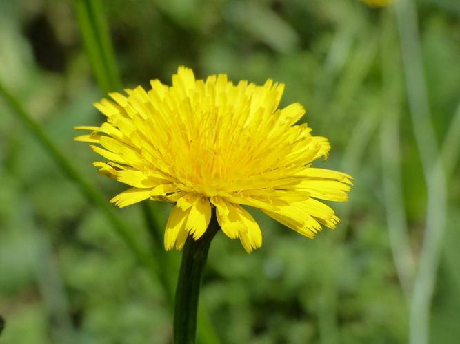 Porcelle enracinée (Hypochaeris radicata), fleur © Morvan Debroize