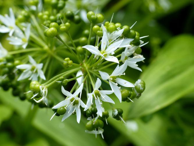 Ail des ours (Allium ursinum) © Morvan Debroize