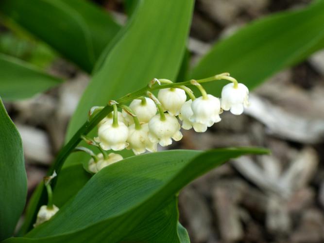 Muguet (Convallaria majalis) © Morvan Debroize