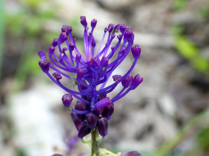 Muscari à toupet (Muscari comosum) © Morvan Debroize