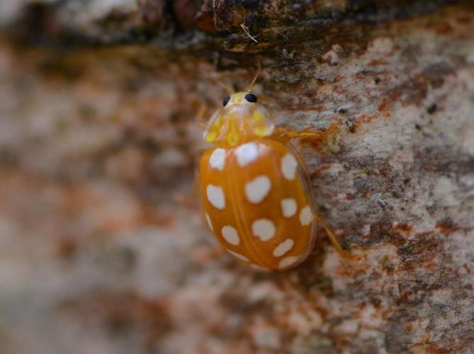 Grande coccinelle orange Halyzia sedecimguttata Biodiv