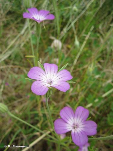  Nielle des blés (Agrostemma githago) © P. Rouveyrol