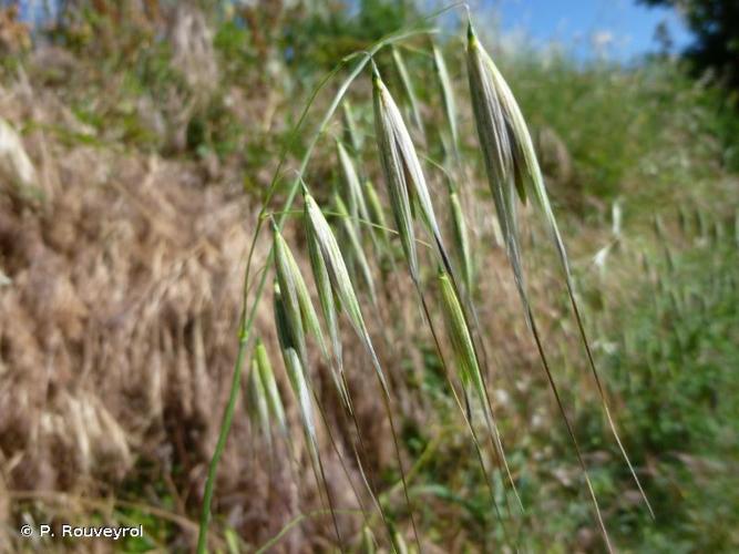 Avoine barbue (Avena barbata) © P. Rouveyrol