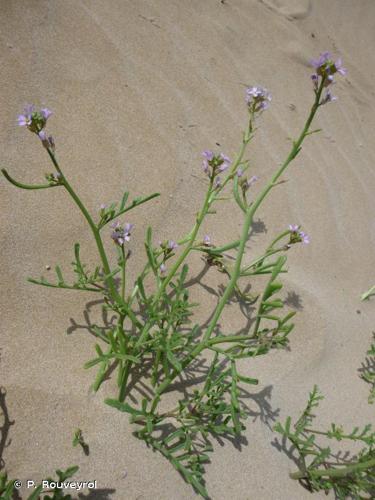  Roquette de mer (Cakile maritima) © P. Rouveyrol