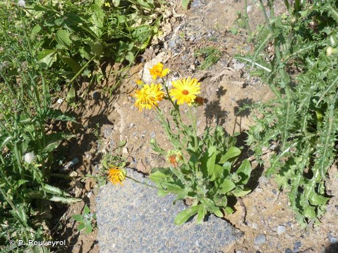  Souci des jardins (Calendula officinalis) © P. Rouveyrol