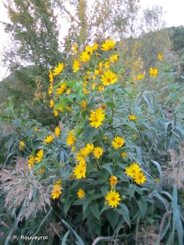  Patate de Virginie (Helianthus tuberosus) © P. Rouveyrol