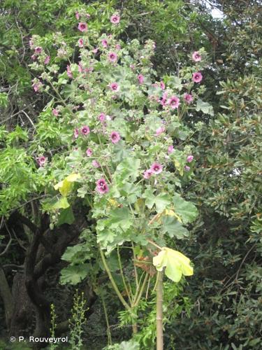 Mauve en arbre (Malva arborea) © P. Rouveyrol