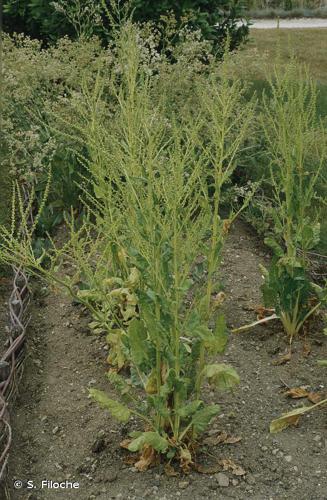  Bette-épinard (Beta vulgaris) © S. Filoche