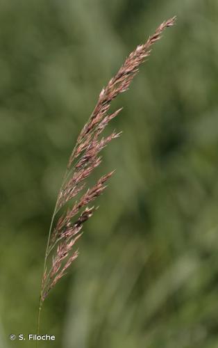  Calamagrostide lancéolée (Calamagrostis canescens) © S. Filoche