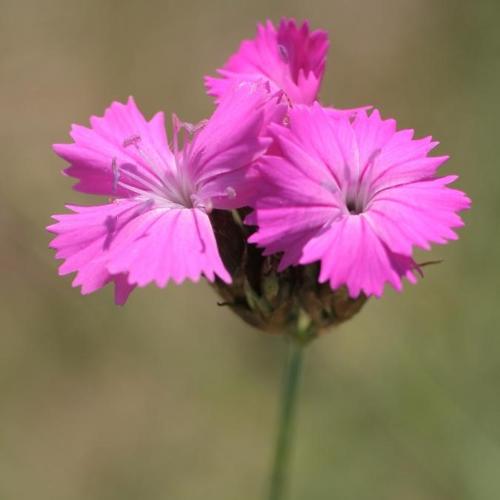 Oeillet des Chartreux (Dianthus carthusianorum) © S. Filoche