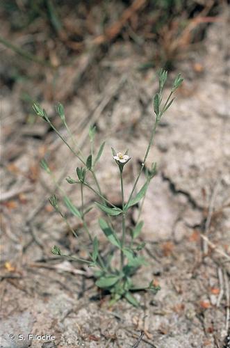  Éxacule nain (Exaculum pusillum) © S. Filoche