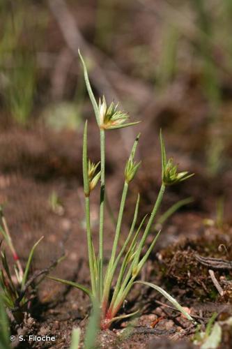  Jonc capité (Juncus capitatus) © S. Filoche