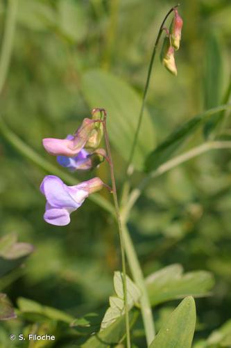 Gesse des marais (Lathyrus palustris) © S. Filoche