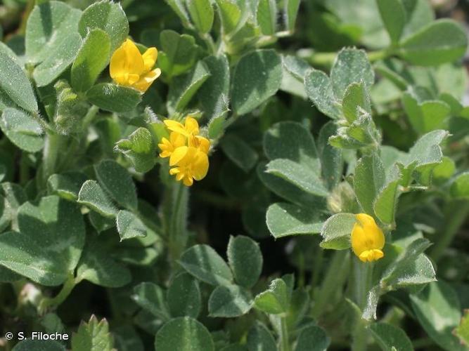 Luzerne naine (Medicago minima) © S. Filoche