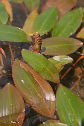 Potamot noueux (Potamogeton nodosus) © S. Filoche