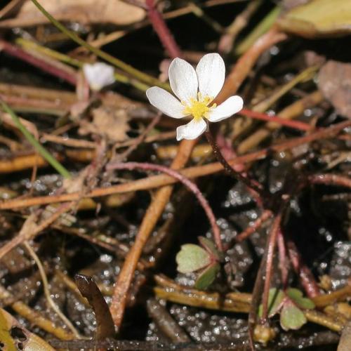 Renoncule tripartite (Ranunculus tripartitus) © S. Filoche