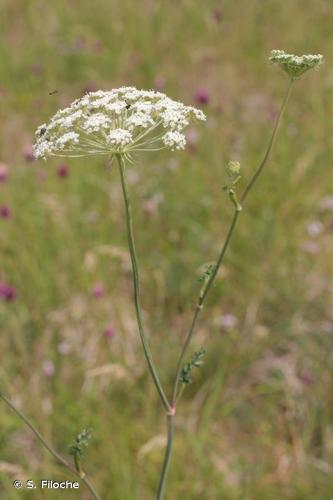  Libanotis des montagnes (Libanotis pyrenaica) © S. Filoche