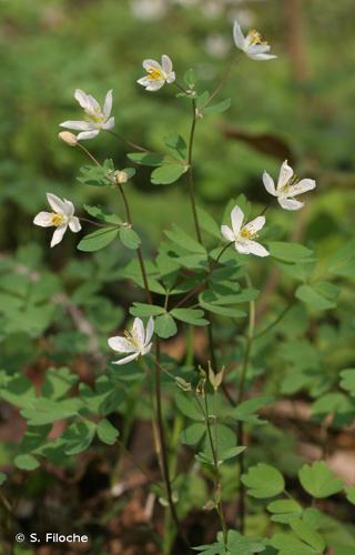 Isopyre faux Pigamon (Isopyrum thalictroides) © S. Filoche