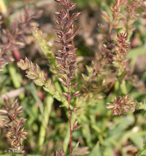  Bardanette rameuse (Tragus racemosus) © S. Filoche