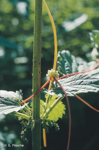  Cuscute d’Europe (Cuscuta europaea) © S. Filoche