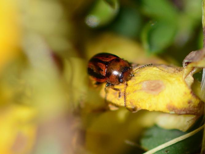 Gonioctena olivacea © Benjamin Beaufils