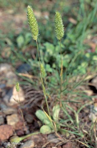  Rostraria à crête (Rostraria cristata) © S. Filoche