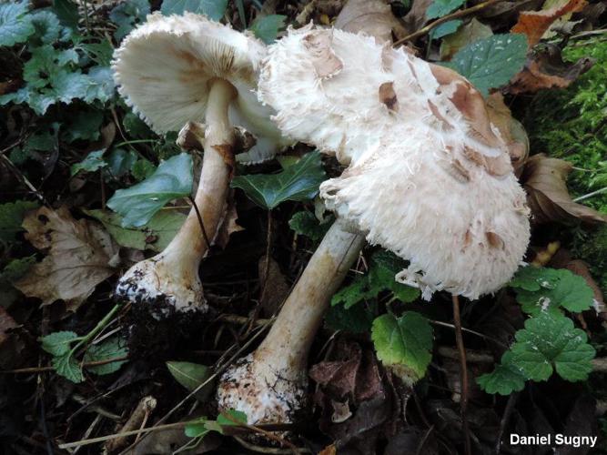 Lépiote vénéneuse (Chlorophyllum brunneum) © D. Sugny