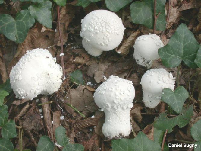 Lycoperdon mammaeforme © D. Sugny