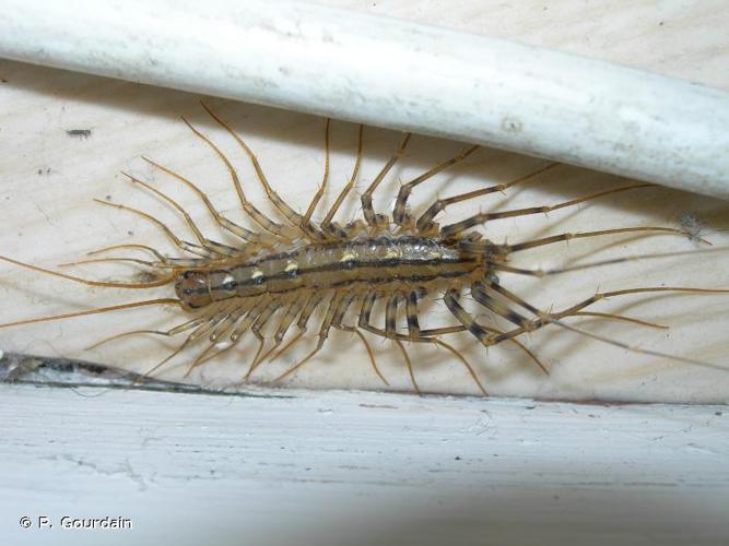 Scutigère véloce (Scutigera coleoptrata) © P. Gourdain