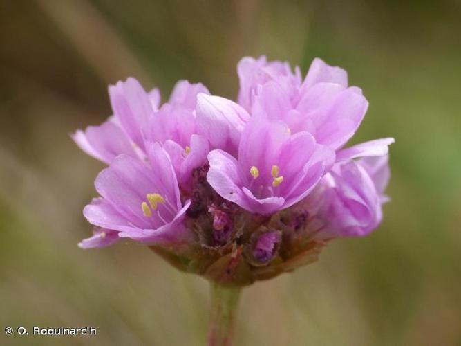 Armeria maritima © O. Roquinarc'h