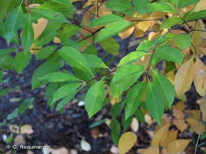  Cerisier noir (Prunus serotina) © O. Roquinarc'h