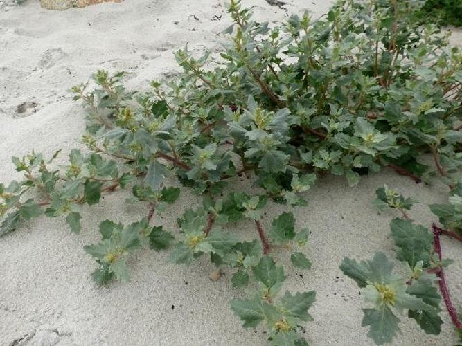  Arroche des sables (Atriplex laciniata) © O. Roquinarc'h