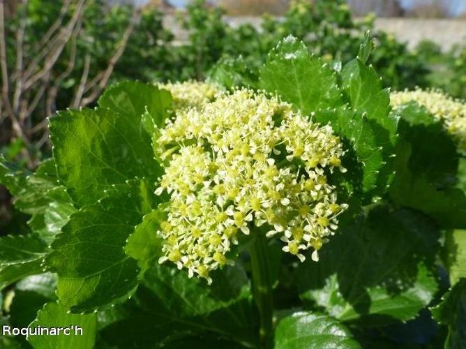 Maceron cultivé (Smyrnium olusatrum) © O. Roquinarc'h