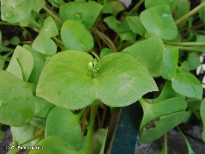  Claytonia perfoliée (Claytonia perfoliata) © O. Roquinarc'h