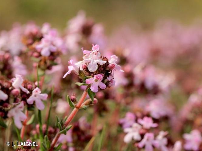  Farigoule (Thymus vulgaris) © J. LAIGNEL