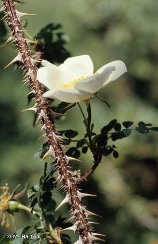 Rosier à feuilles de Boucage (Rosa spinosissima) © M. Bartoli