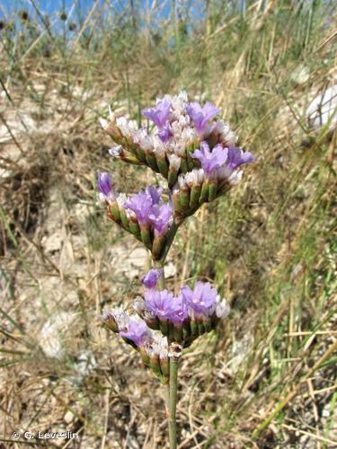  Saladelle commune (Limonium vulgare) © G. Leveslin