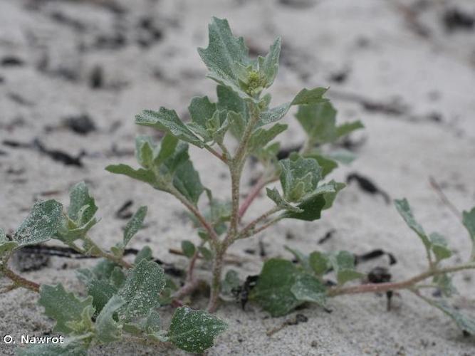 Arroche de Babington (Atriplex glabriuscula) © O. Nawrot