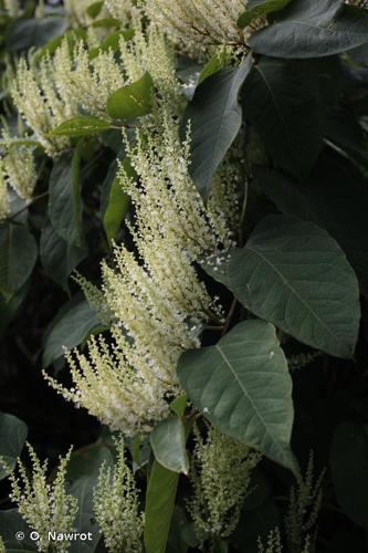 Renouée de Bohême (Reynoutria x bohemica) © O. Nawrot