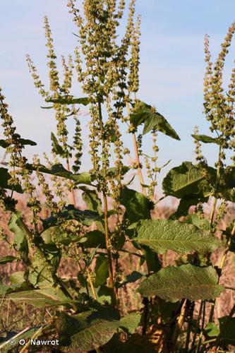  Rumex des prés (Rumex x pratensis) © O. Nawrot