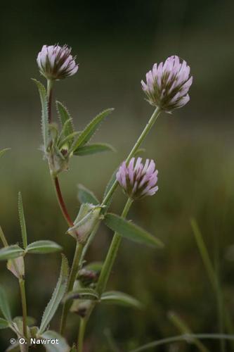 Trèfle raide (Trifolium strictum) © O. Nawrot