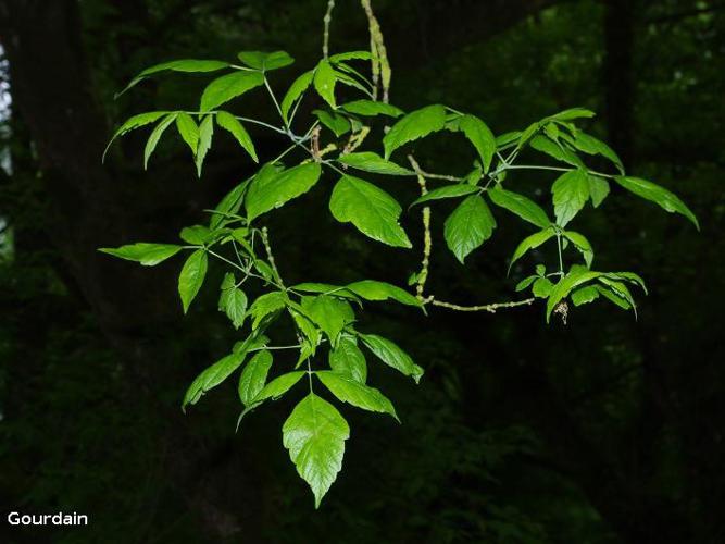  Érable frêne (Acer negundo) © P. Gourdain