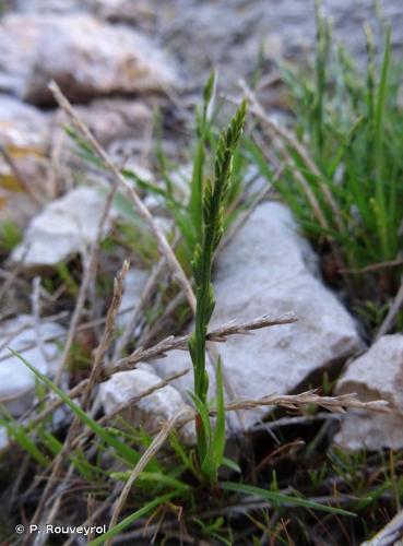  Scléropoa marin (Catapodium marinum) © P. Rouveyrol