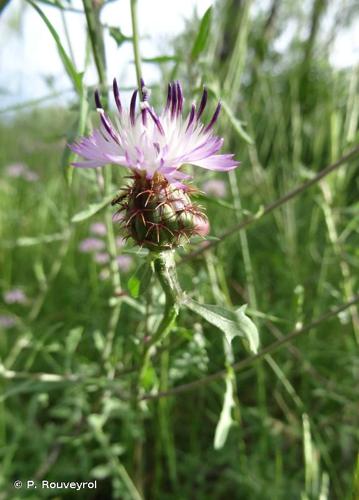 Centaurée rude (Centaurea aspera) © P. Rouveyrol