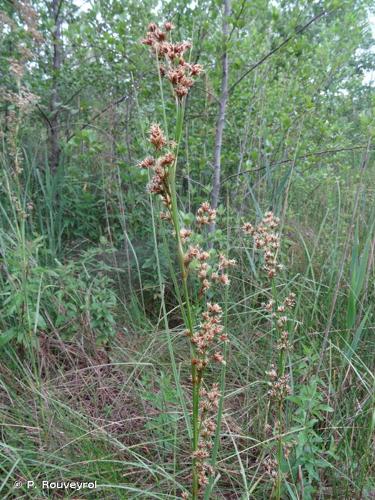  Cladium des marais (Cladium mariscus) © P. Rouveyrol