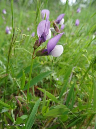 Vesce de Bithynie (Vicia bithynica) © P. Rouveyrol