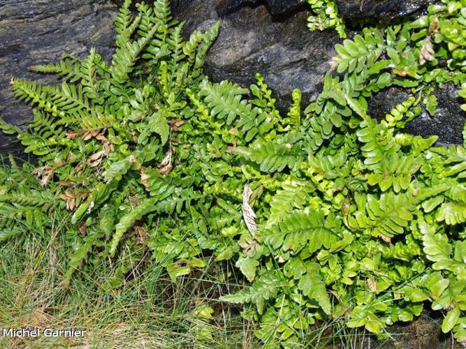 Doradille marine (Asplenium marinum) © Michel Garnier